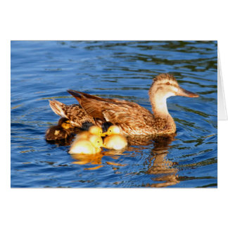 彼女のduckllingsの母マガモ