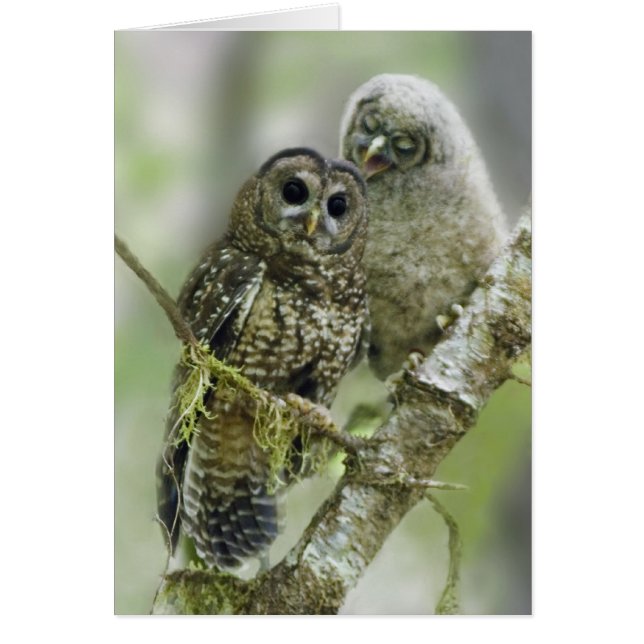 彼女のOwletを持つ北の斑点を付けられたフクロウ (正面)