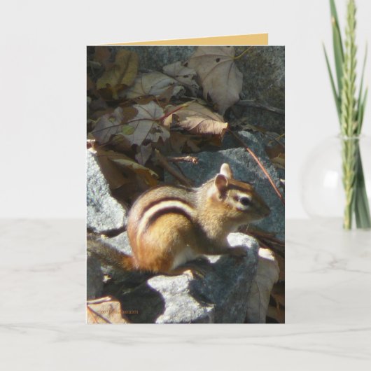 彼女はストップ カード (正面)