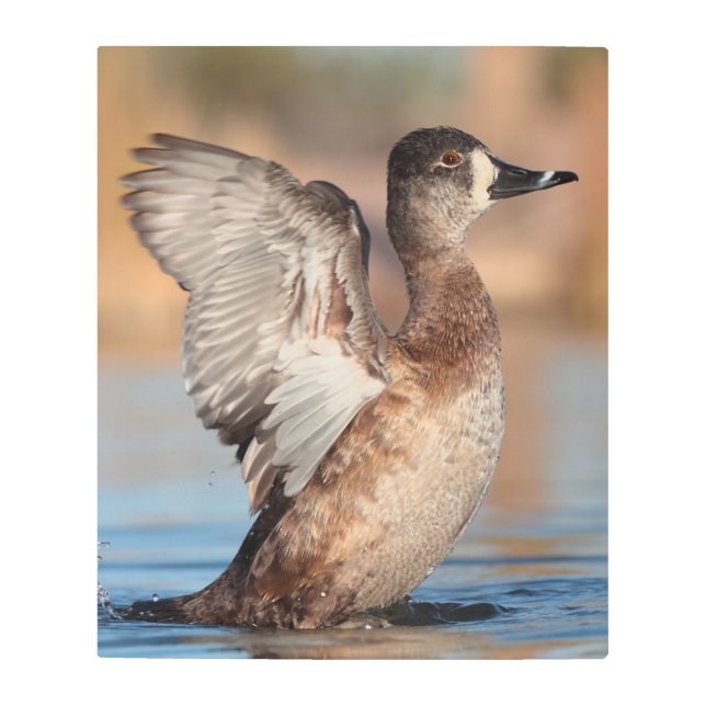 彼女はフラッパーだ メタルプリント (正面)