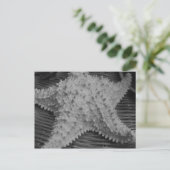 彼女は海岸で貝殻を売っている ポストカード (スタンド正面)