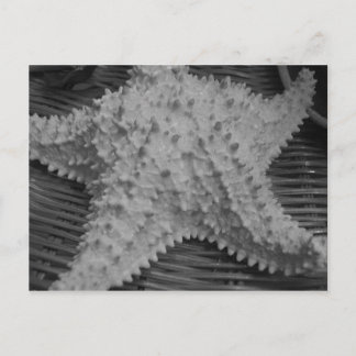 彼女は海岸で貝殻を売っている ポストカード