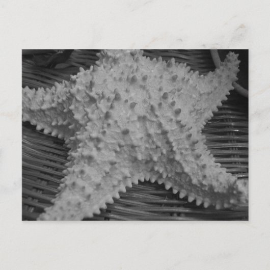 彼女は海岸で貝殻を売っている ポストカード (正面)