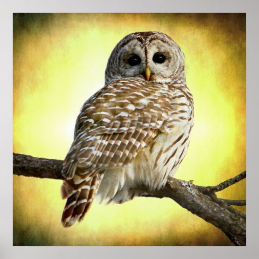 彼女は私のハートを見る ポスター (正面)