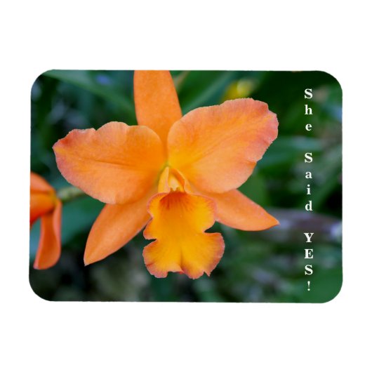 彼女はYes婚約磁石と言った マグネット (横)