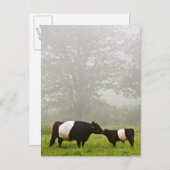 彼女を悩ませているゲロウェイ牛の霧のシーン ポストカード (正面/裏面)