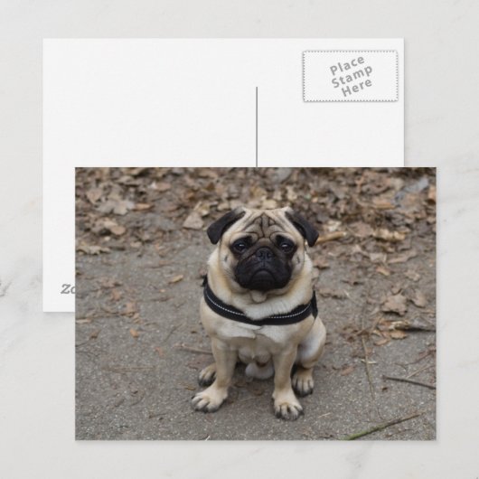待ちパグ ポストカード (正面/裏面)