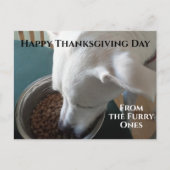 待ち切れない空腹の犬のかわいい食べ写真 ポストカード (正面)