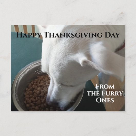 待ち切れない空腹の犬のかわいい食べ写真 ポストカード (正面)