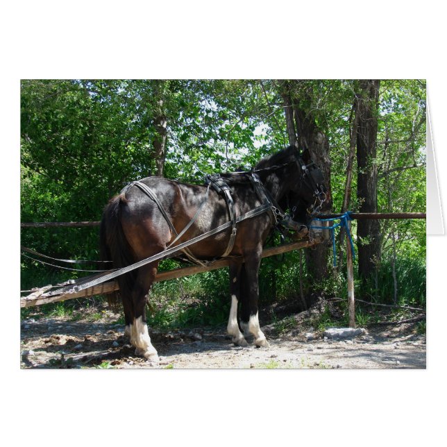 待ち馬 (正面横)