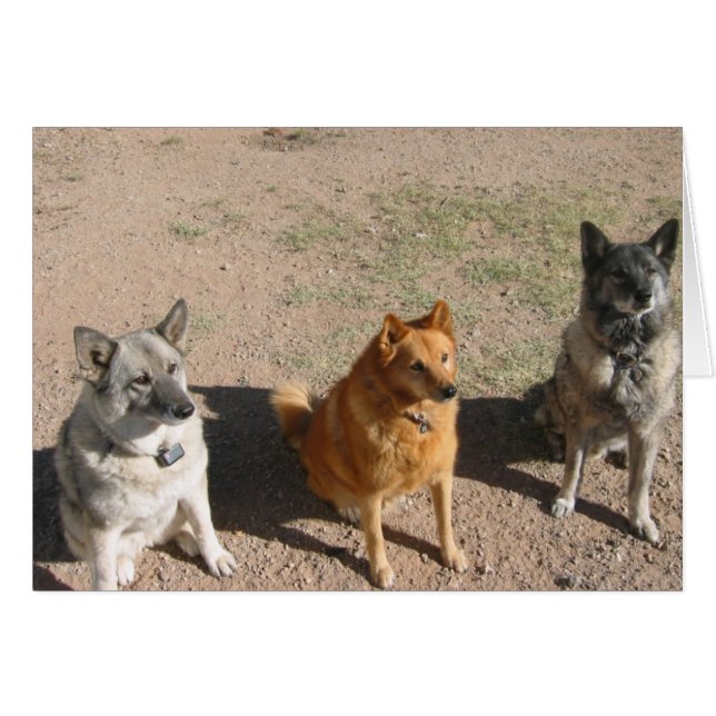 待っている御馳走 (正面横)