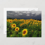 待って、ひまわり畑、嵐の雲 ポストカード (正面/裏面)