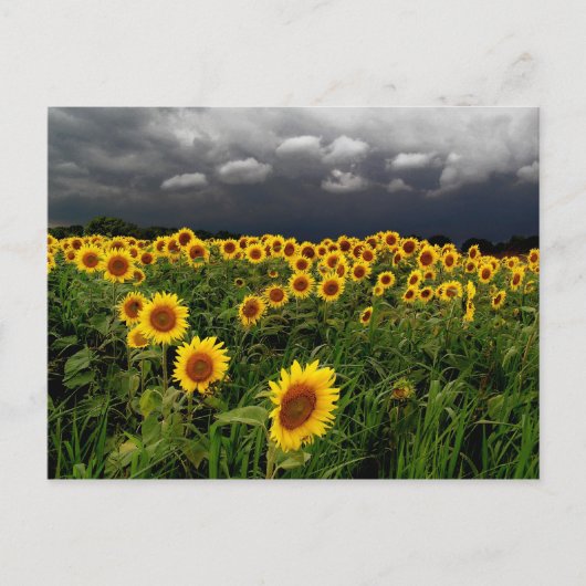 待機中、はがき ポストカード (正面)