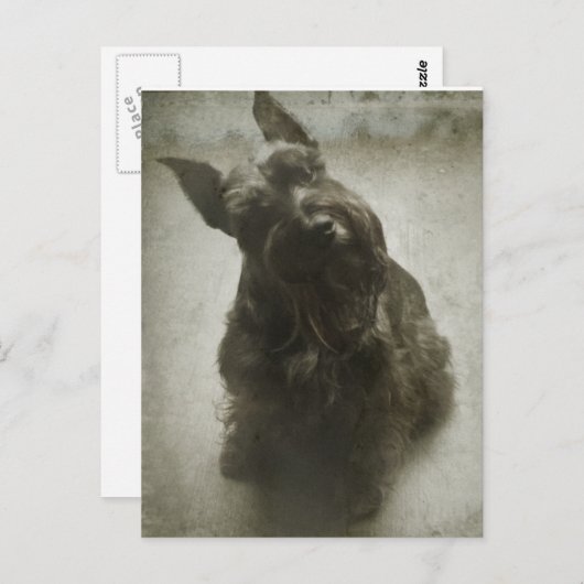 待機中 ポストカード (正面/裏面)