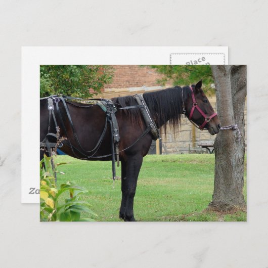 待機中 ポストカード (正面/裏面)