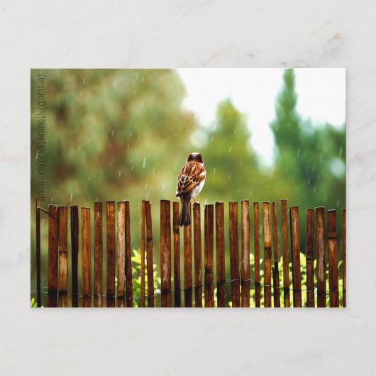 待機中 ポストカード (正面)