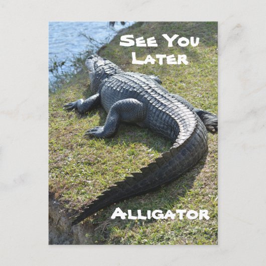 後でアリゲーターエバーグレーズ写真を参照 ポストカード (正面)
