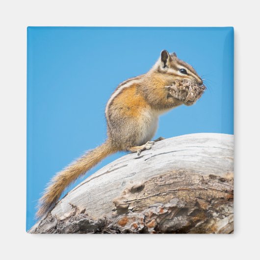 後で少遠くにし マグネット (正面)