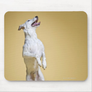 後ろ足に立っている犬 マウスパッド