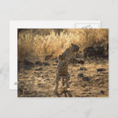 後ろ足のアフリカのヒョウ、ナミビア、アフリカ ポストカード (正面/裏面)