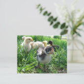 後を追長 ポストカード (スタンド正面)