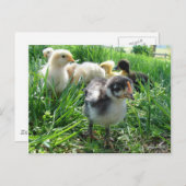 後を追長 ポストカード (正面/裏面)