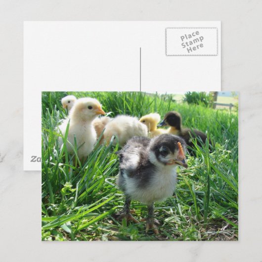 後を追長 ポストカード (正面/裏面)