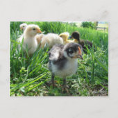 後を追長 ポストカード (正面)