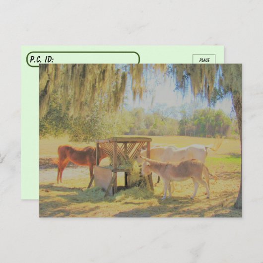 後交配=駅食べ物を与え2馬とロバ ポストカード (正面/裏面)