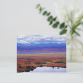 後半のデナリ国立公園のツンドラ ポストカード (スタンド正面)