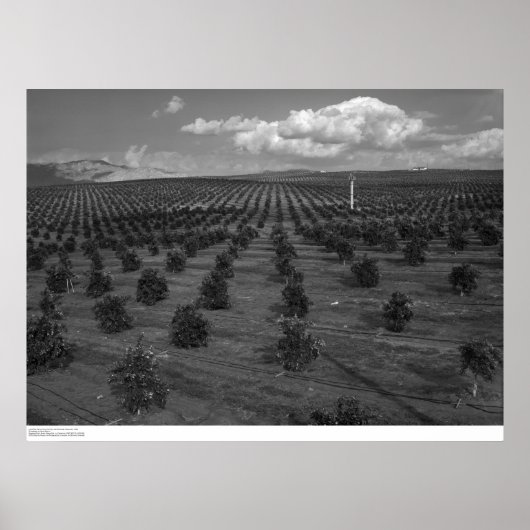 後半の日サイントシトラスオーチャード近くのリバーサイド ポスター (正面)