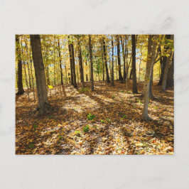 後半秋の森 ポストカード