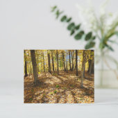後半秋の森 ポストカード (スタンド正面)