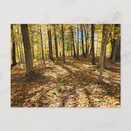 後半秋の森 ポストカード (正面)