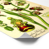 後期スパイダーオーキッド(Ophris fuciflora) ポスター (角)