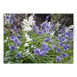 後部のBluebellの森の写真のクローズアップ/株式会社の文字