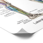 後部前筋解剖図ポスター ポスター (角)