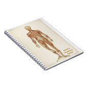 後部解剖学 ノートブック (右側)