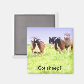 得羊？コリー縁どマグネット マグネット (正面/裏面)