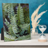 復活シダ – ポリポジウム フォトプラーク (側面)