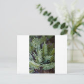 復活シダ – ポリポジウム ポストカード (スタンド正面)