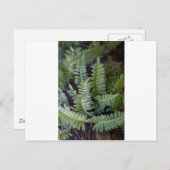 復活シダ – ポリポジウム ポストカード (正面/裏面)
