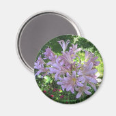 復活リリー磁石 マグネット (正面/裏面)