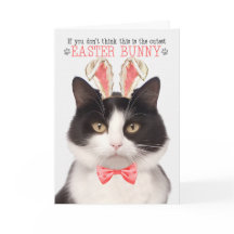 復活祭に向けてバニーの耳に入った白黒猫