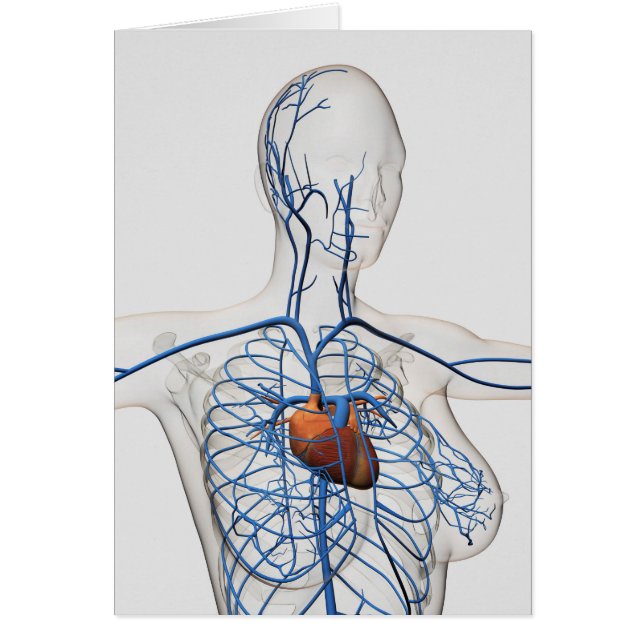 循環系の医学的イラストレーション (正面)