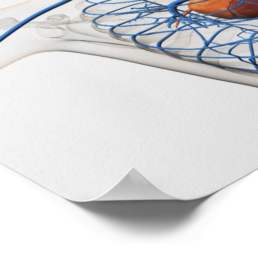 循環系の医学的イラストレーション ポスター (角)