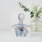 循環系の医学的イラストレーション ポストカード (スタンド正面)