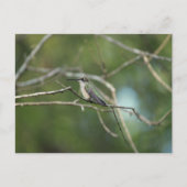 微妙な美しい ポストカード (正面)