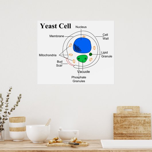 微生物菌酵母細胞の図 ポスター (キッチン)