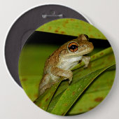 微笑のアマガエルボタン 缶バッジ (正面&裏面)